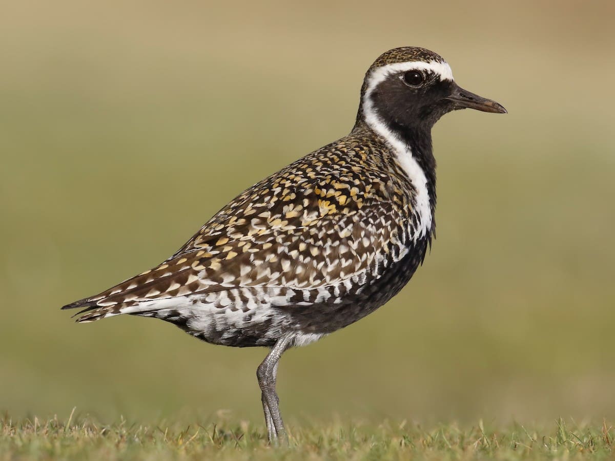 Pacific Golden-Plover
